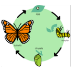 Butterfly Life Cycle
