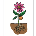 Parts of a Plant